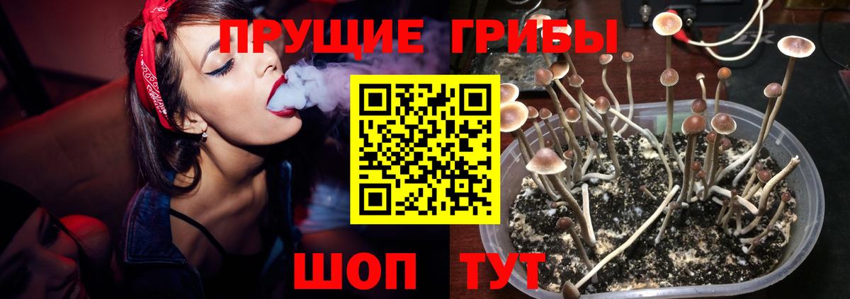 Галлюциногенные грибы Psilocybine cubensis Черногорск